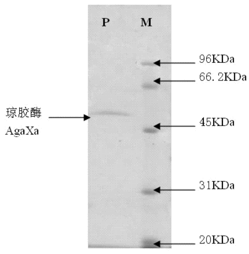 Novel heatproof beta-agaropectinase AgaXa, its preparation method and application