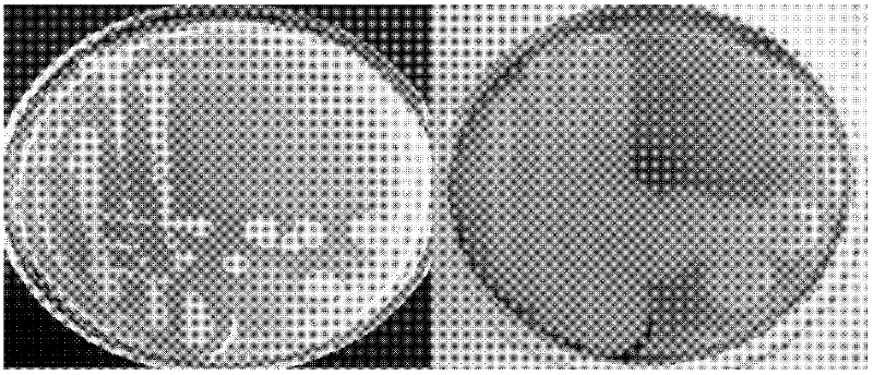 Novel heatproof beta-agaropectinase AgaXa, its preparation method and application