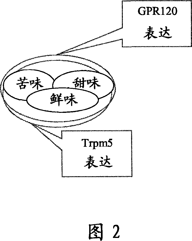 Fat taste receptors and their methods of use