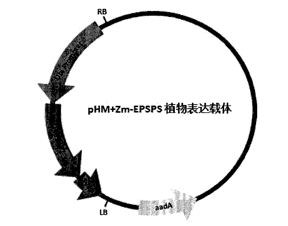 Broomcorn glyphosate resistance 5-enolpyruvoyl shikimic acid-3-phosphosynthase (EPSPS) and application thereof