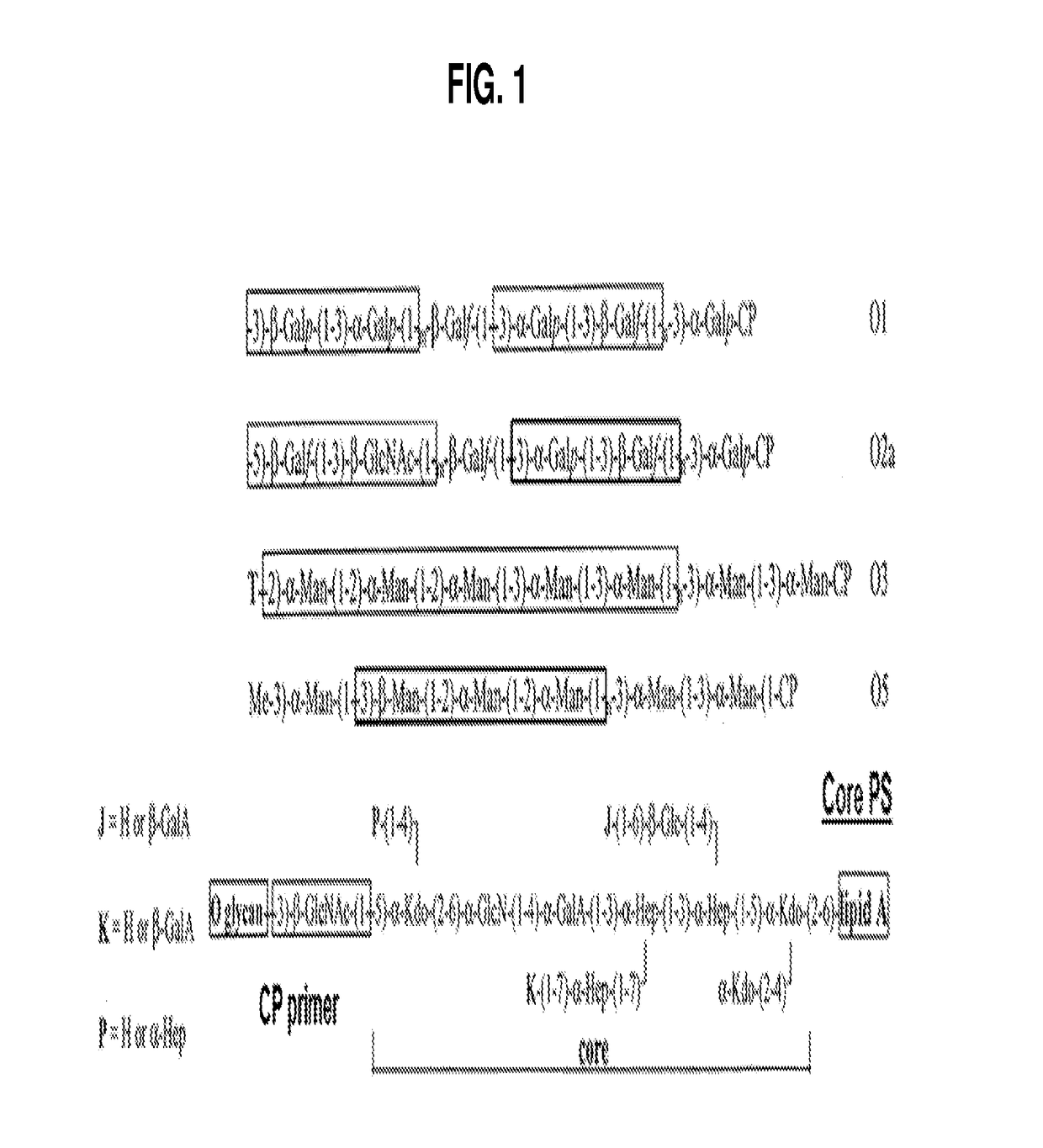 Broad spectrum conjugate vaccine to prevent klebsiella pneumoniae and pseudomonas aeruginosa infections