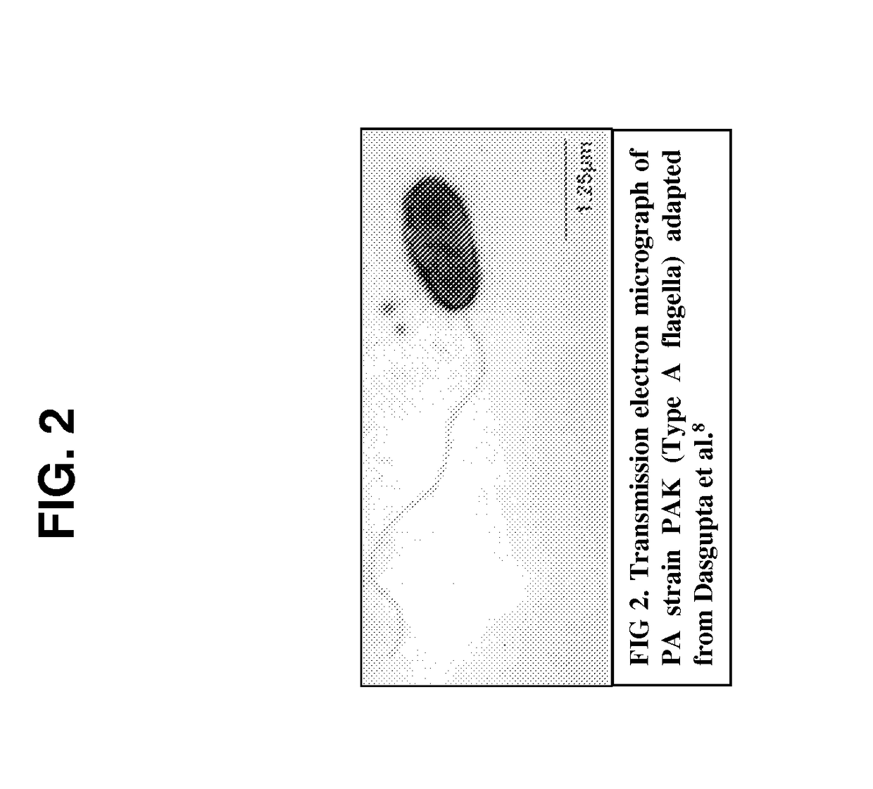 Broad spectrum conjugate vaccine to prevent klebsiella pneumoniae and pseudomonas aeruginosa infections