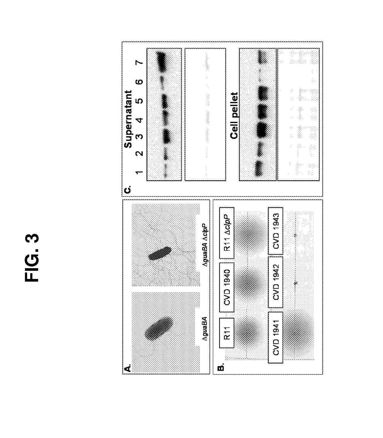 Broad spectrum conjugate vaccine to prevent klebsiella pneumoniae and pseudomonas aeruginosa infections