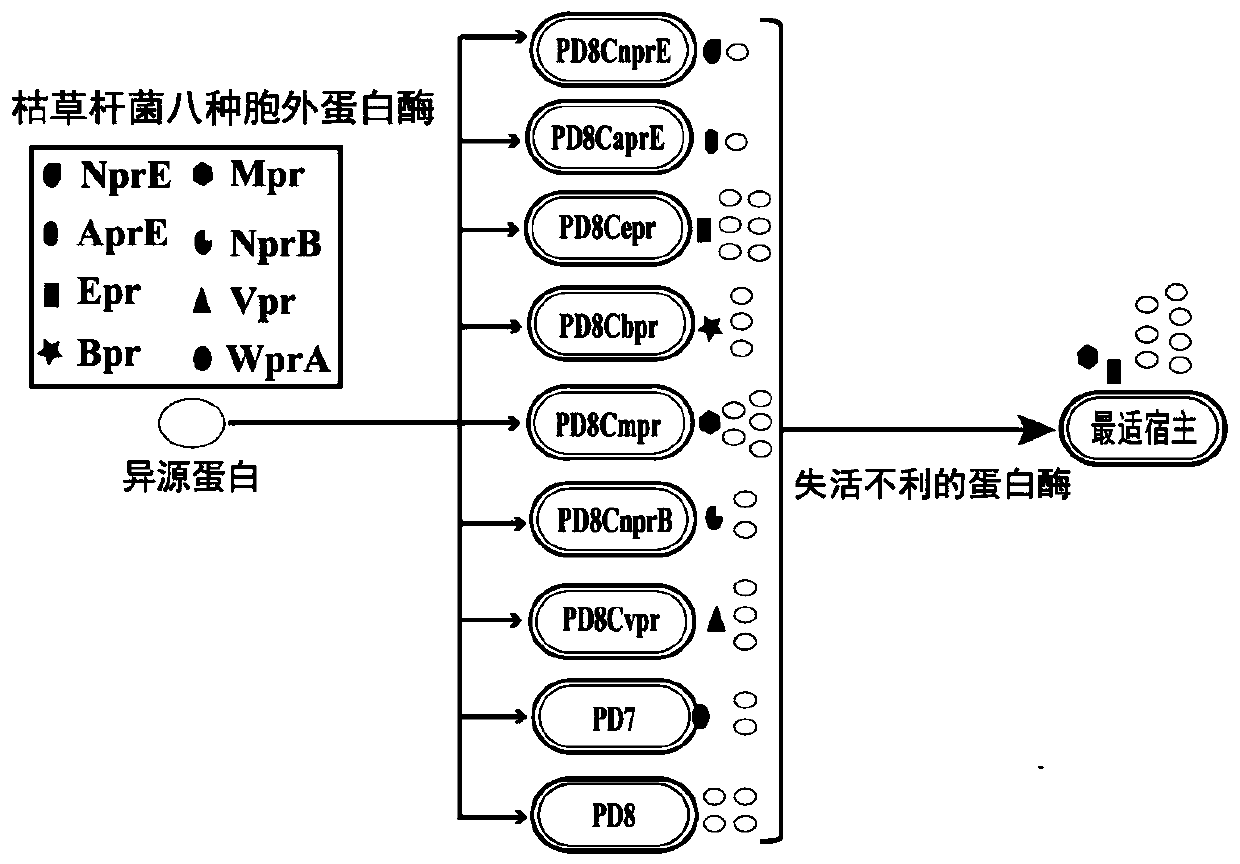 Method for cooperatively establishing optimal bacillus subtilis protease deletion expression host for target protein