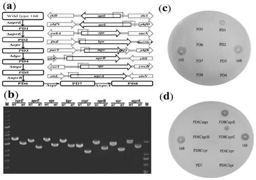 Method for cooperatively establishing optimal bacillus subtilis protease deletion expression host for target protein