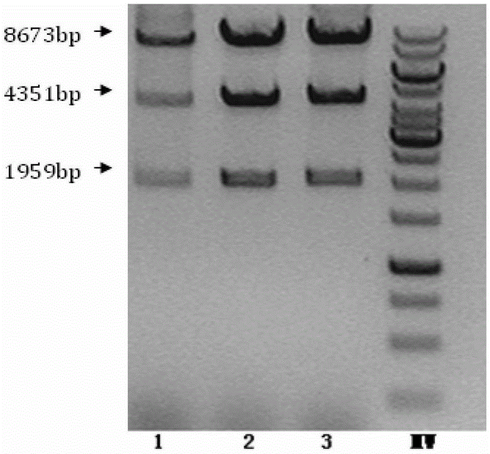 A mouse rtn4-a/b gene knockout method