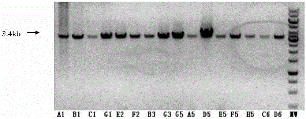 A mouse rtn4-a/b gene knockout method