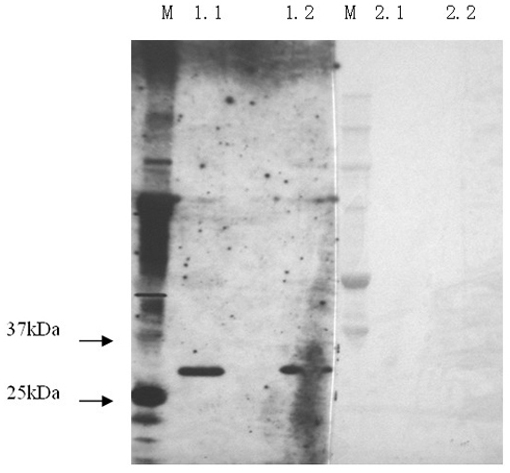 Babesia caballi disease immunoblotting detection method and preparation of kit