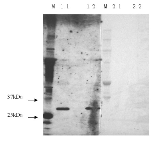 Babesia caballi disease immunoblotting detection method and preparation of kit