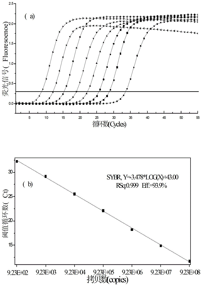 Real-time fluorescent quantitative PCR detection method for phosphorus accumulating bacteria in sewage treatment plants