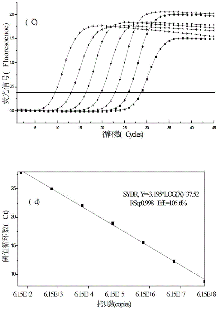 Real-time fluorescent quantitative PCR detection method for phosphorus accumulating bacteria in sewage treatment plants