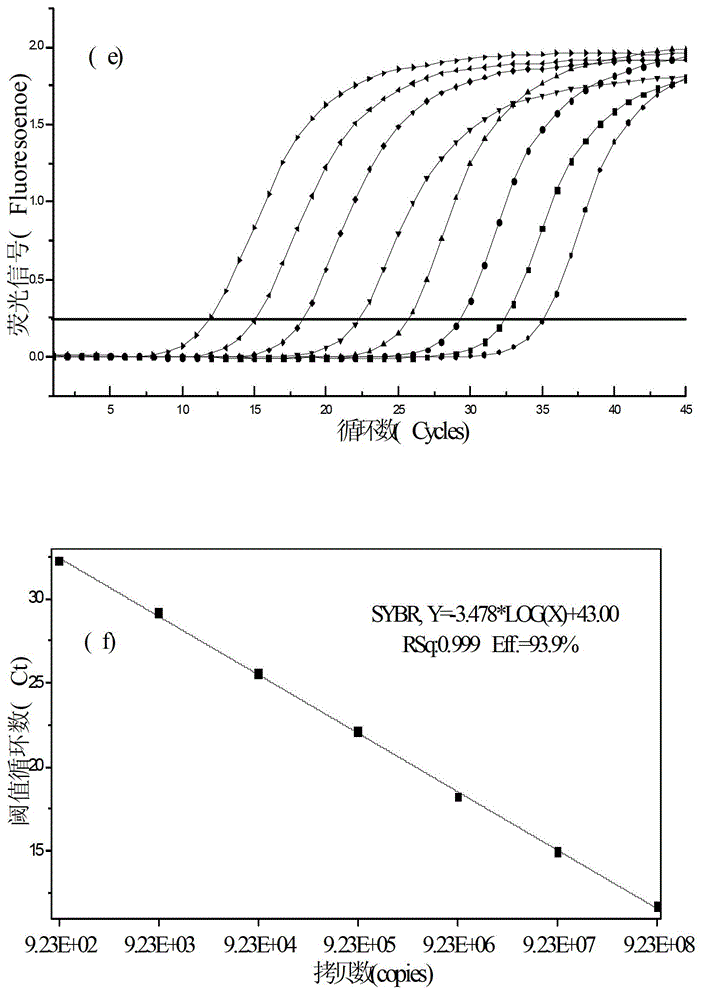 Real-time fluorescent quantitative PCR detection method for phosphorus accumulating bacteria in sewage treatment plants