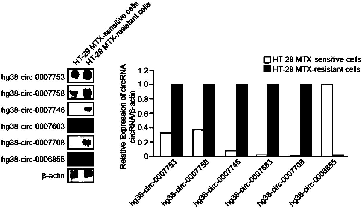 CircRNA related to MTX resistance of tumor cells and application of circRNA to reversal of MTX resistance of tumor cells