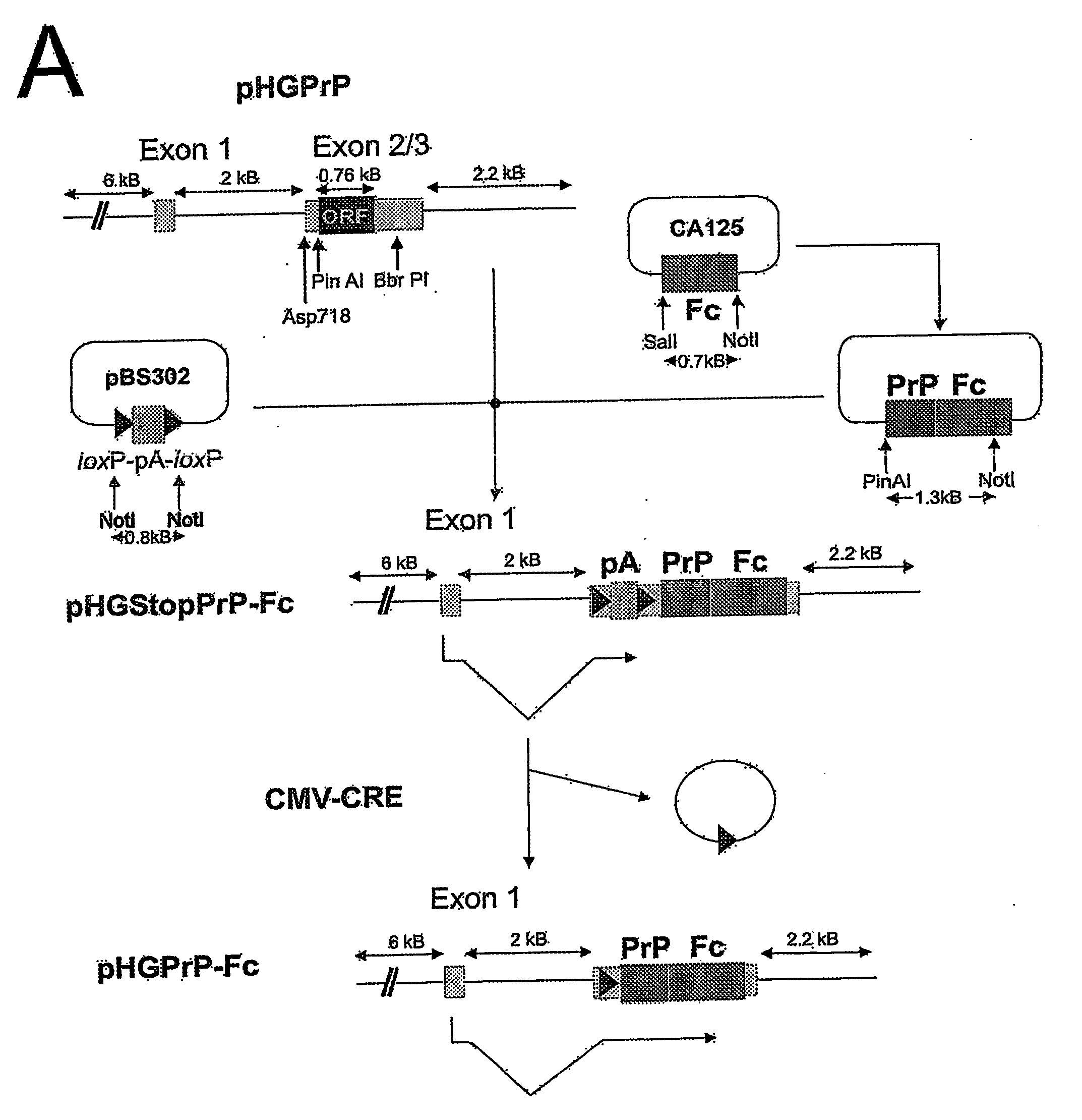 Soluble Hybrid Prion Proteins And Their Use In The Diagnosis, Prevention And Treatment Of Transmissible Spongiform Encephalopathies