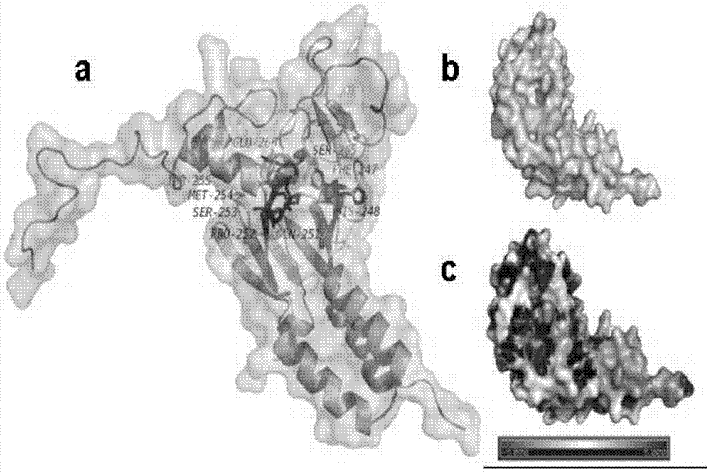 A compound targeting ubiquitination to degrade Smad3