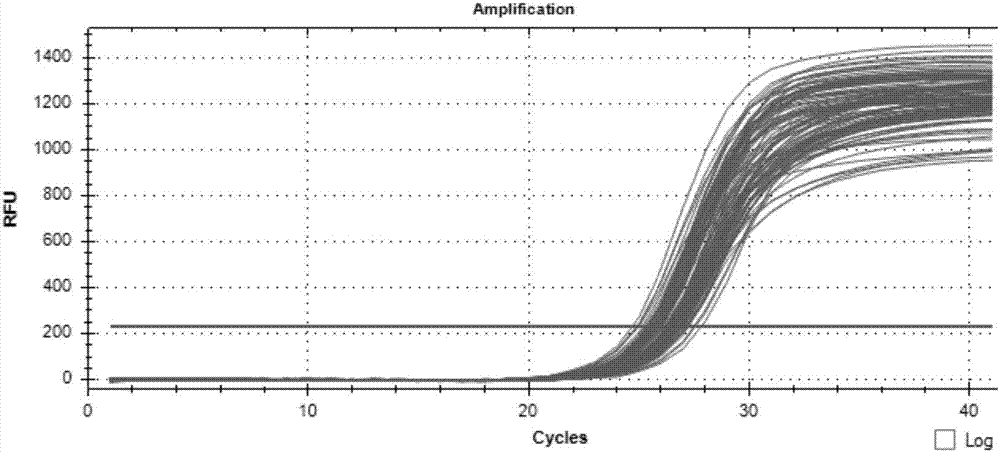 Method for detecting CNV (Copy Number Variation) mark of a gene GBP2 of Qinchuan cattle and application of CNV mark