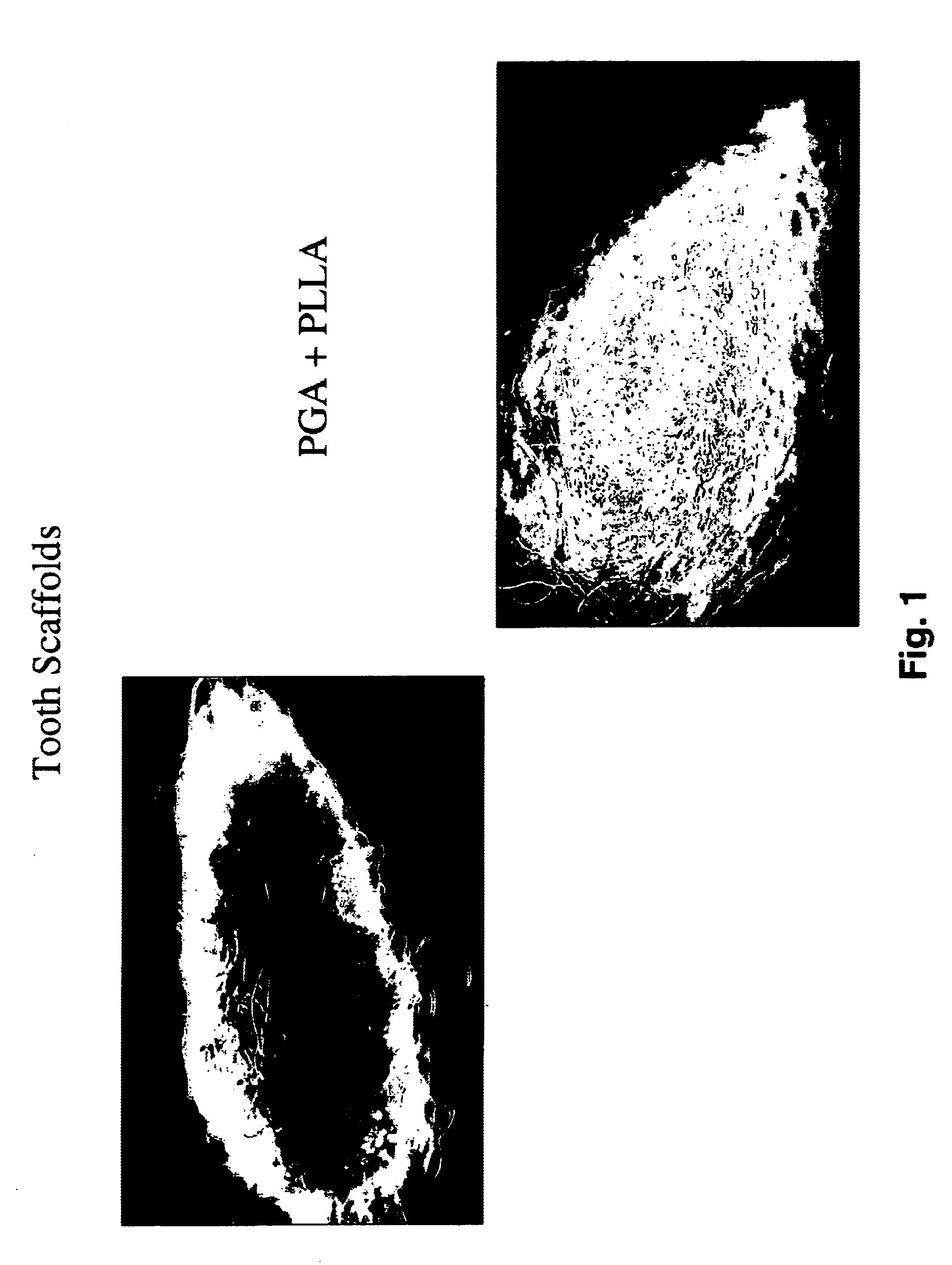 Methods and compositions for culturing a biological tooth