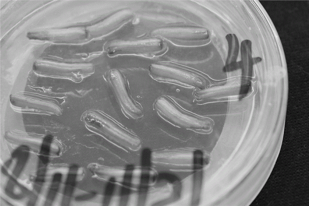 Culture medium of induced haplobiont for culturing eggplant anther and method of culture medium