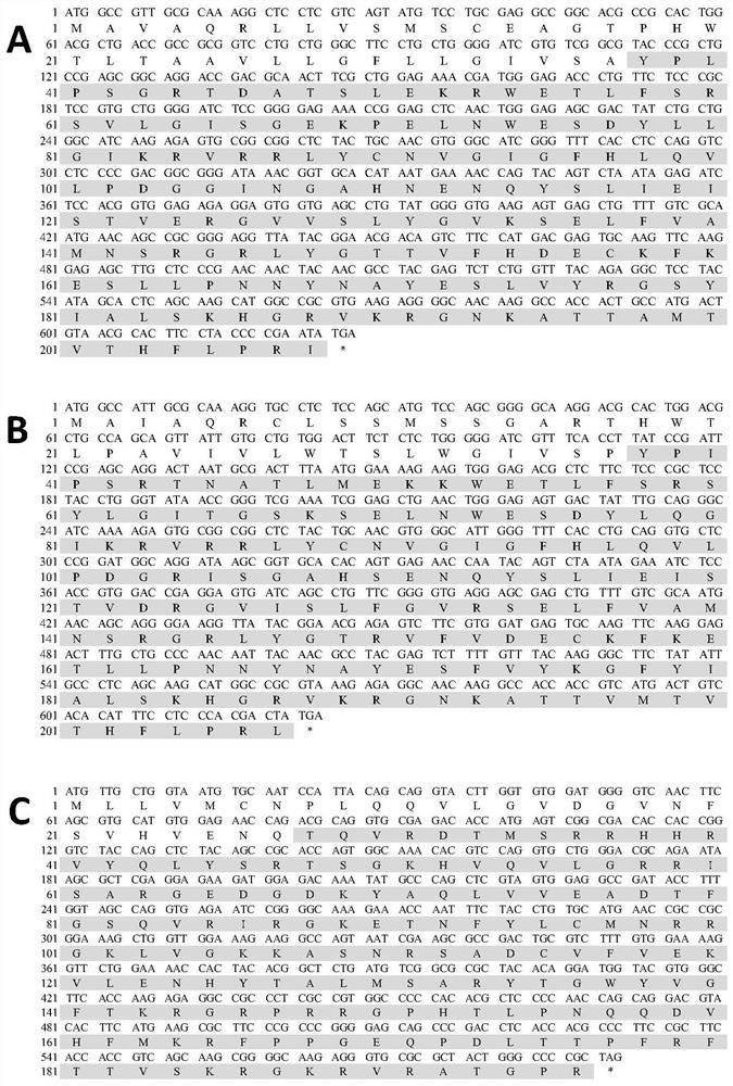 Lateolabrax japonicus FGF6A, FGF6B and FGF18 recombinant protein as well as preparation method and application thereof