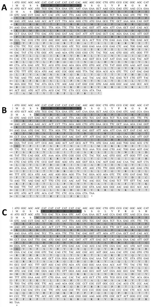 Lateolabrax japonicus FGF6A, FGF6B and FGF18 recombinant protein as well as preparation method and application thereof