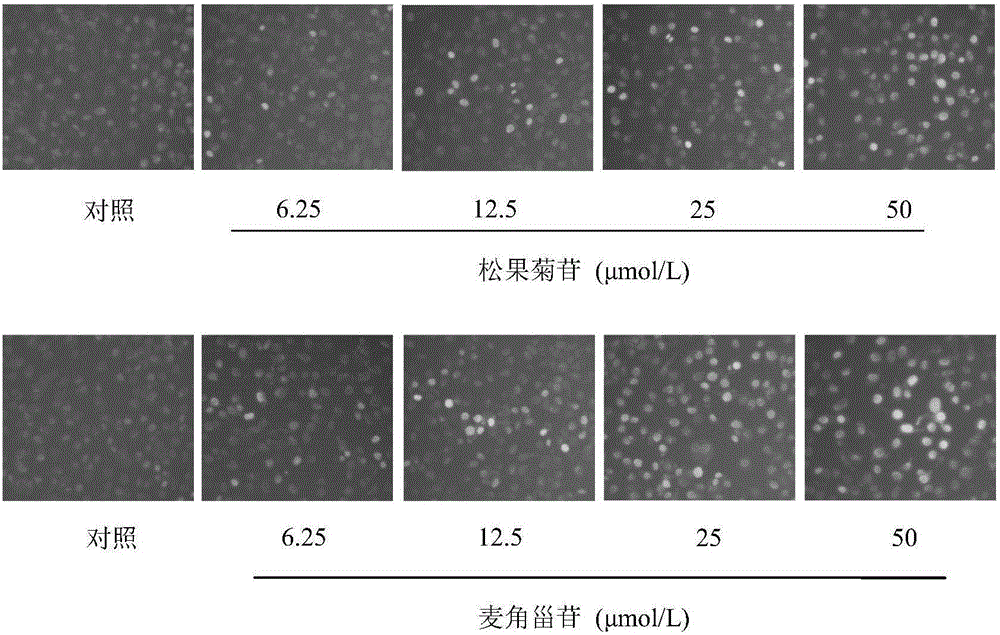 Novel application of echinacoside and acteoside