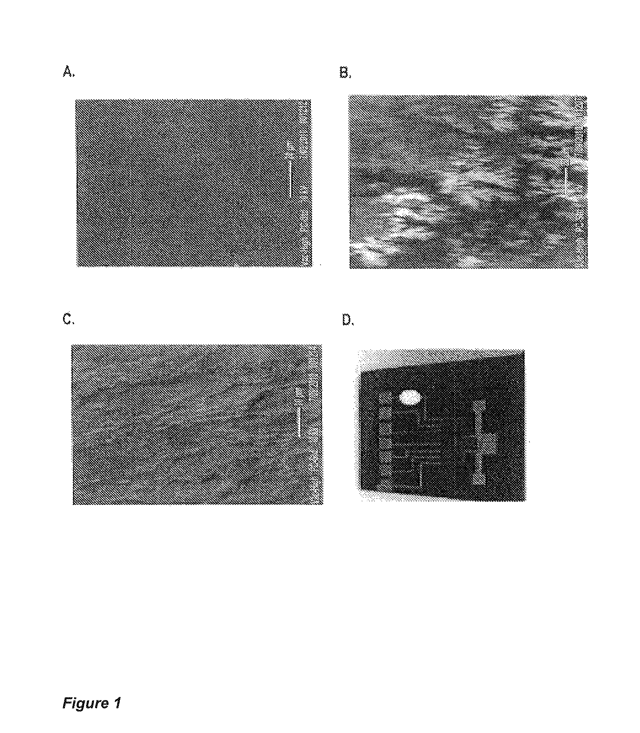 System and method for detecting and monitoring proteolysis of protein matrices