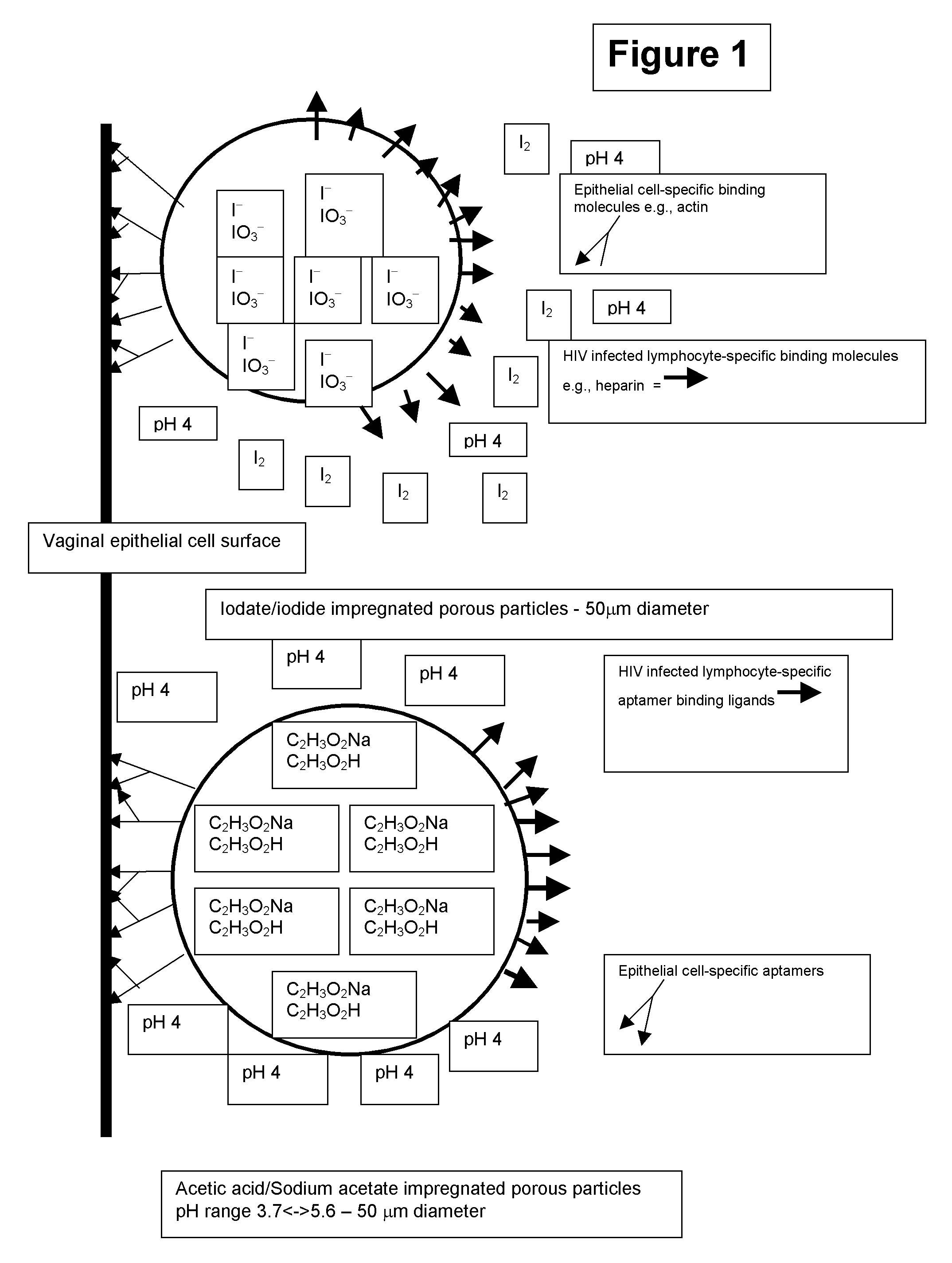 Controlled Iodine Release Particle Micro-Biocide