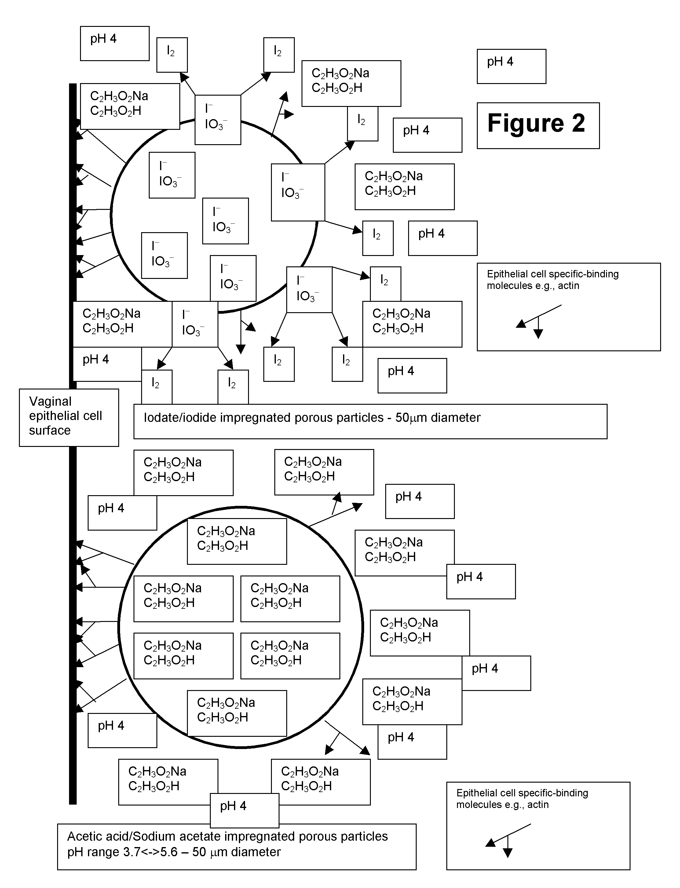 Controlled Iodine Release Particle Micro-Biocide