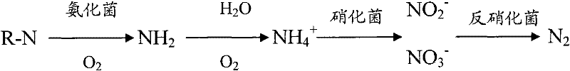 High-efficiency combined functional bacteria for sludge treatment