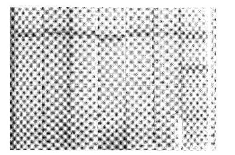 Isothermal amplification assay kit for human seasonal influenza H1N1 and detection method thereof