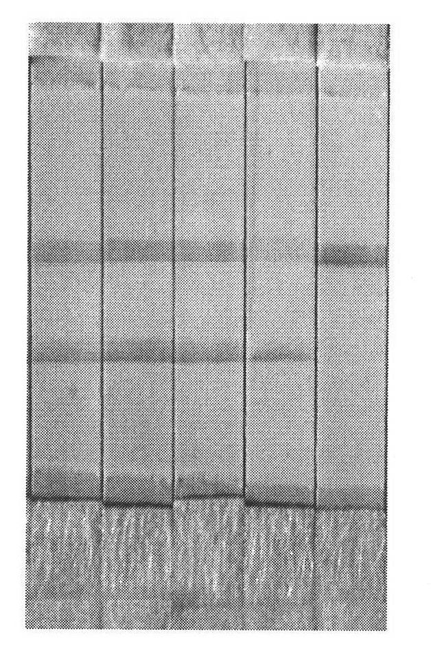 Isothermal amplification assay kit for human seasonal influenza H1N1 and detection method thereof