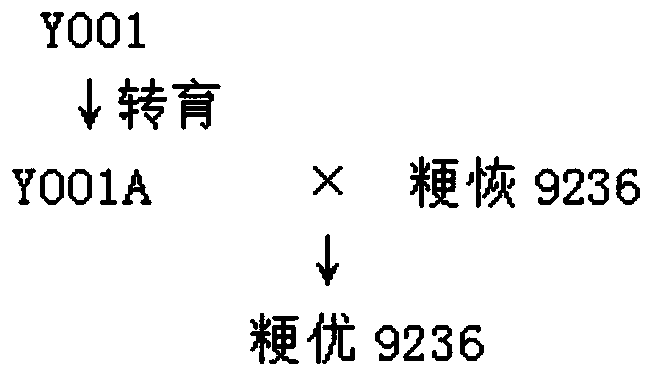 A kind of breeding method of radiation mutagenesis, anther culture and selection of salt-tolerant rice