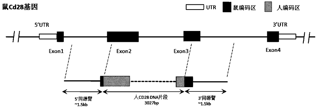 Preparation method and application of humanized CD28 gene remolding animal model