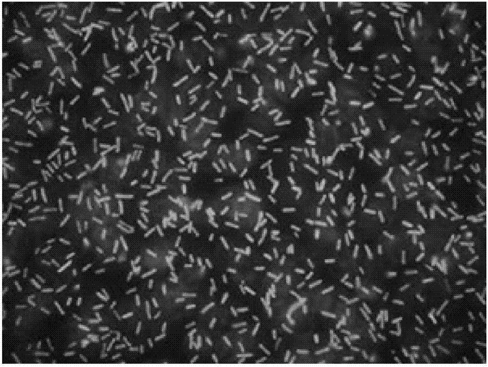 Melon bacterial fruit blotch germs immunofluorescent quick detection test paper and application thereof