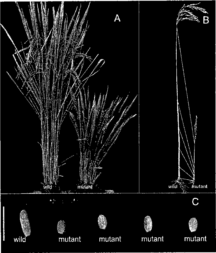 Gene TUD1 for controlling rice height and grain shape and application thereof