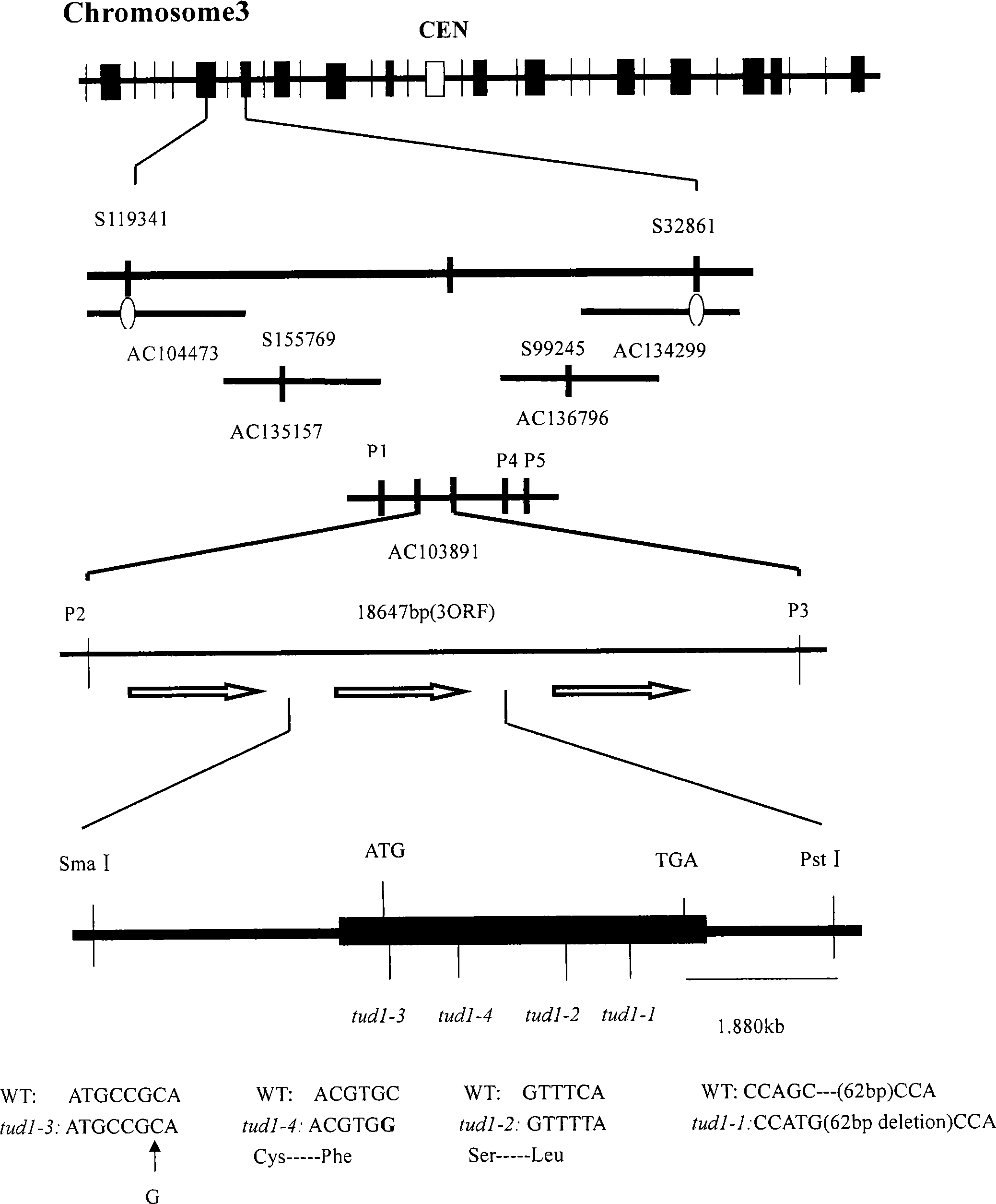 Gene TUD1 for controlling rice height and grain shape and application thereof