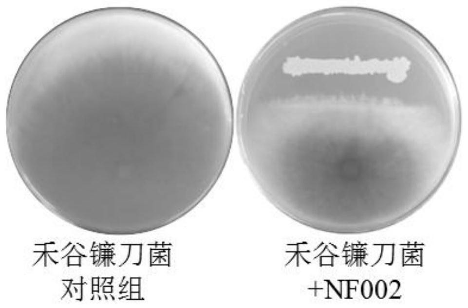 Preparation method and application of a strain of Bacillus velesi with high efficiency against Fusarium graminearum