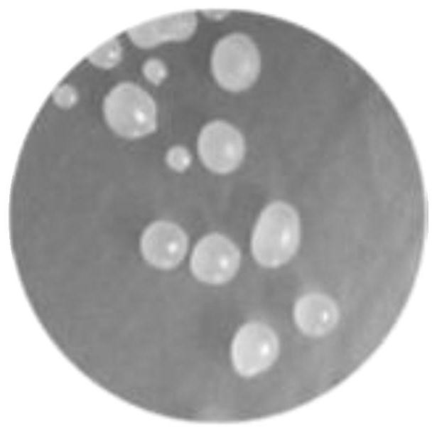 Preparation method and application of a strain of Bacillus velesi with high efficiency against Fusarium graminearum