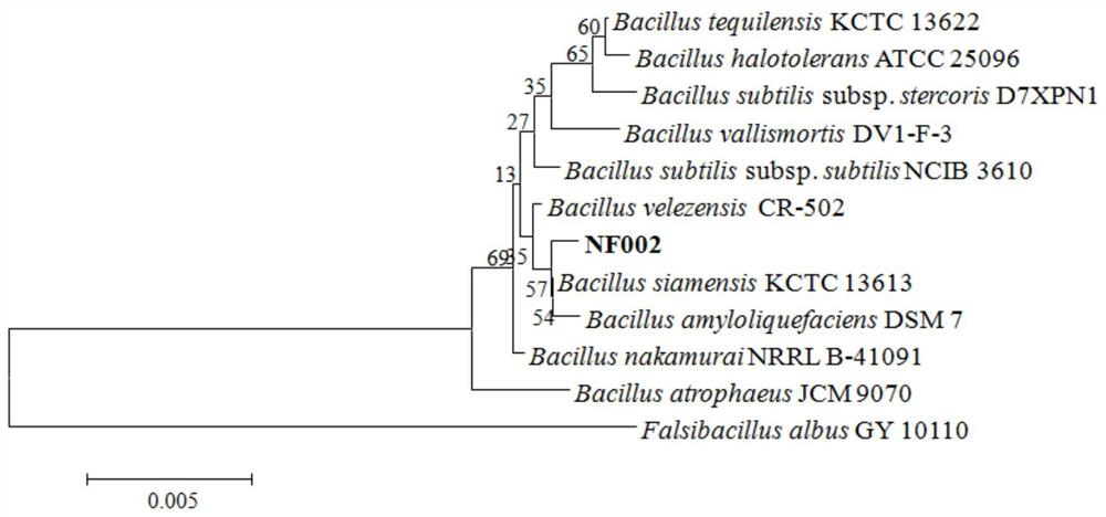 Preparation method and application of a strain of Bacillus velesi with high efficiency against Fusarium graminearum