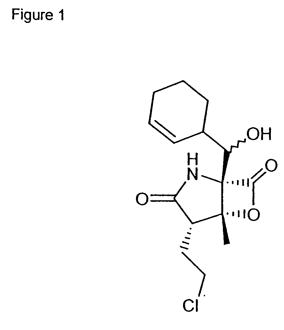 Marine actinomycete taxon for drug and fermentation product discovery