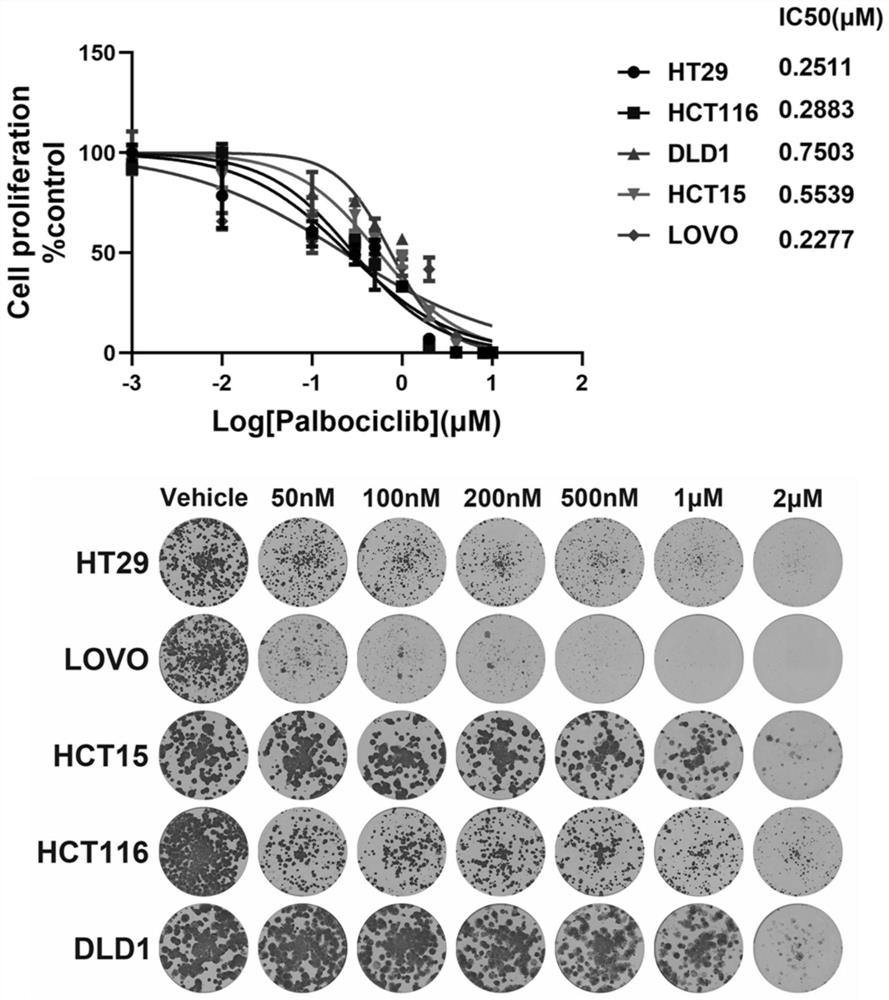 EGFR and CDK4/6 small molecule targeted drug composition and application thereof