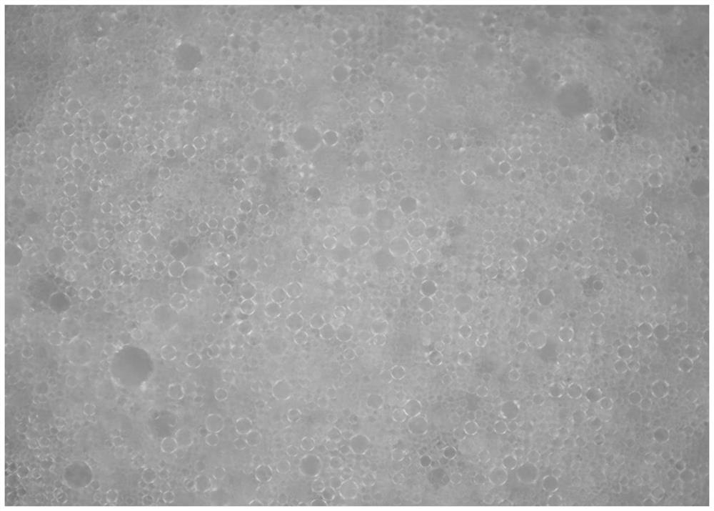 Fat-soluble vitamin composition and preparation method thereof