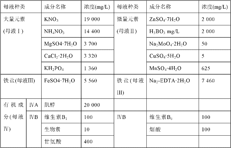 Breeding method of poplar haploid