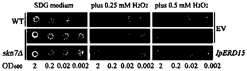 Application of ipomoea pes-caprae gene IpERD15