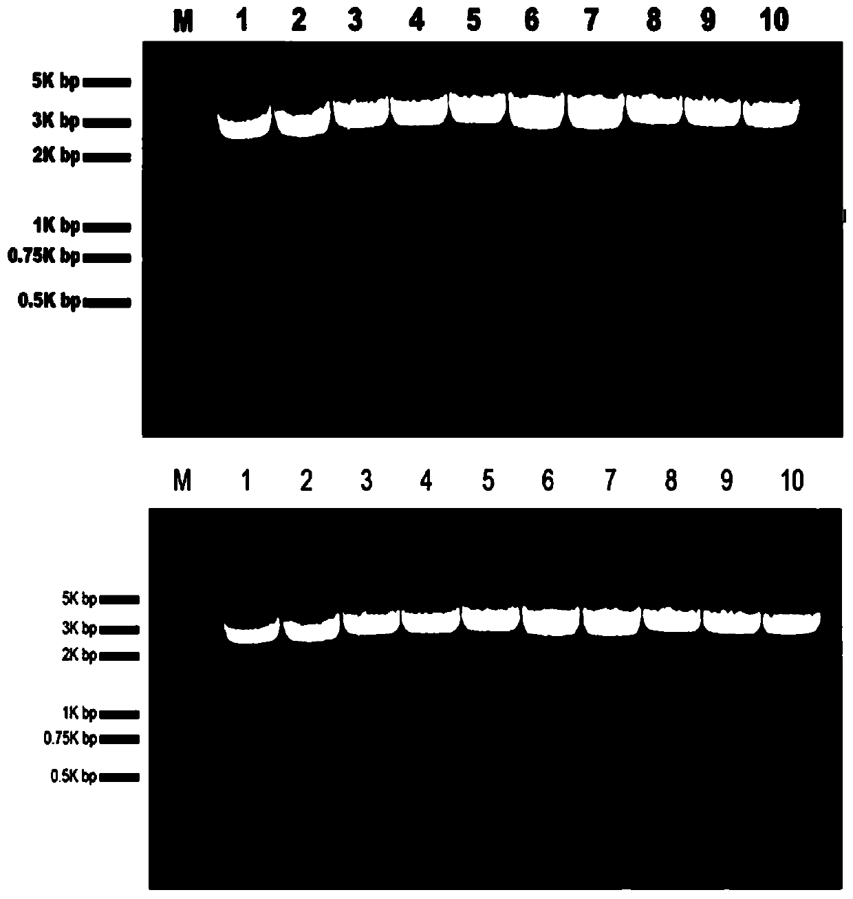 Creation and application of sedum plumbizincicola SpHMA2 and SpHMA3 modified heavy-metal hyper-accumulation transgenic engineering rape