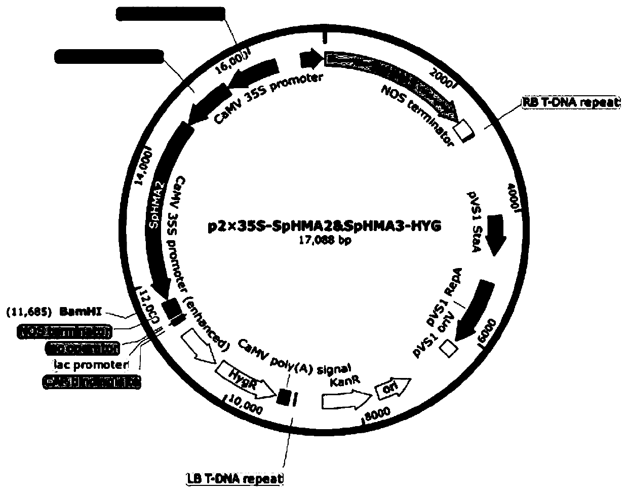 Creation and application of sedum plumbizincicola SpHMA2 and SpHMA3 modified heavy-metal hyper-accumulation transgenic engineering rape