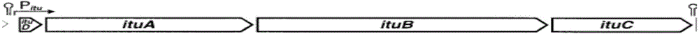 High-efficiency preparation method of Iturin A and homologue of Iturin A