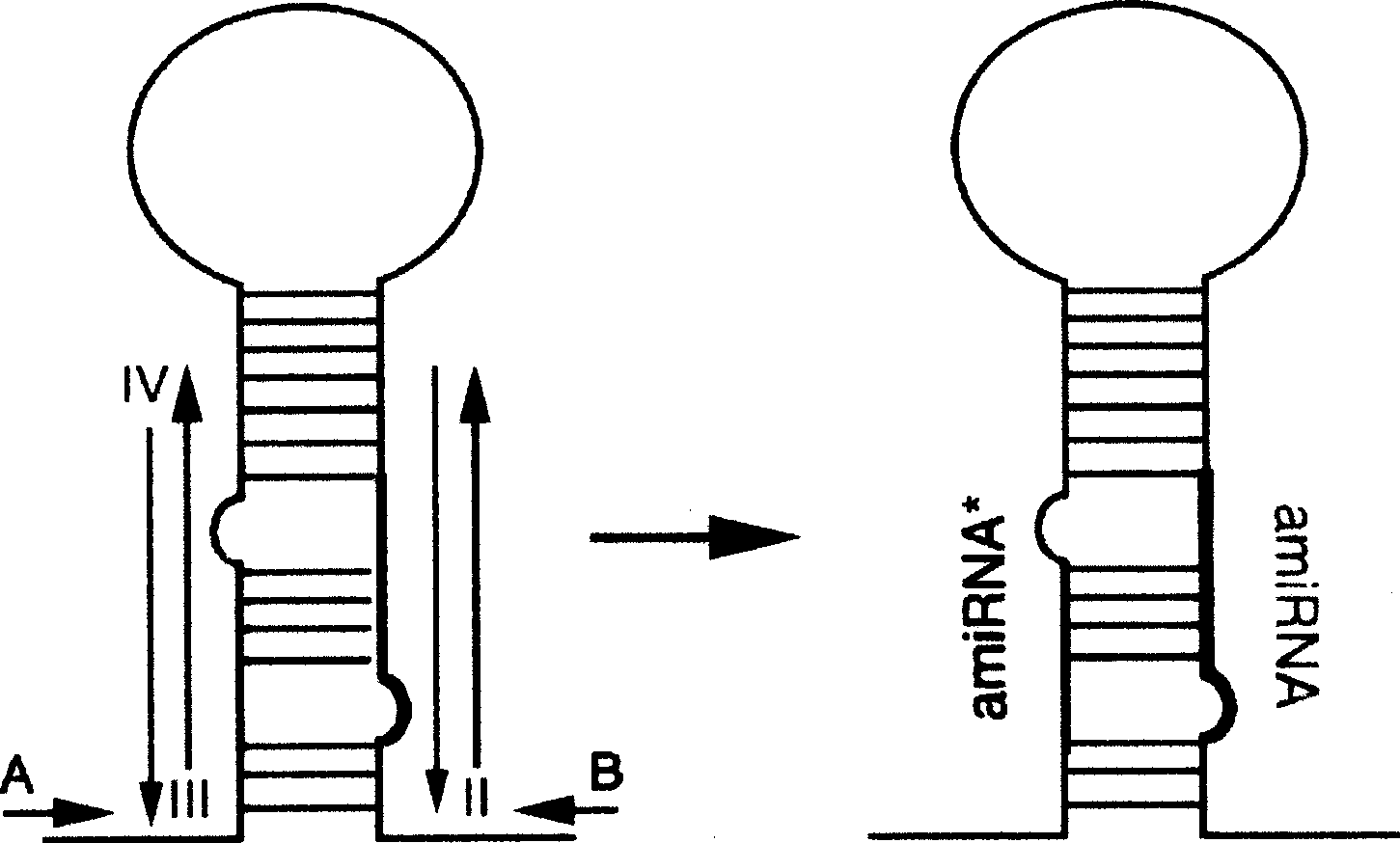 Quick efficient plant manpower fine RNA expression vector construction method