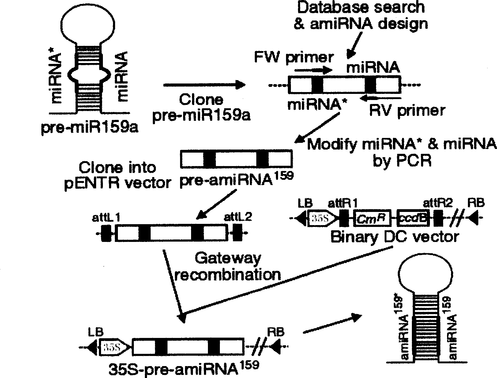 Quick efficient plant manpower fine RNA expression vector construction method