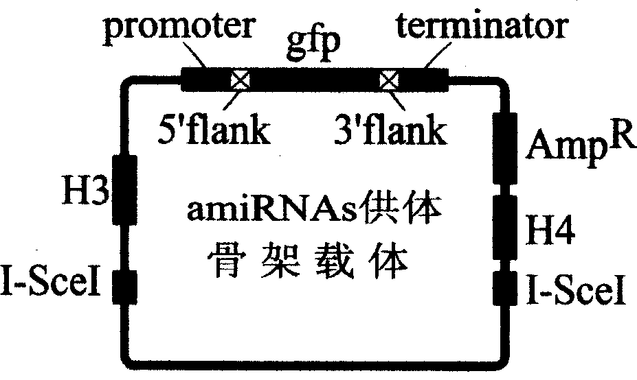 Quick efficient plant manpower fine RNA expression vector construction method